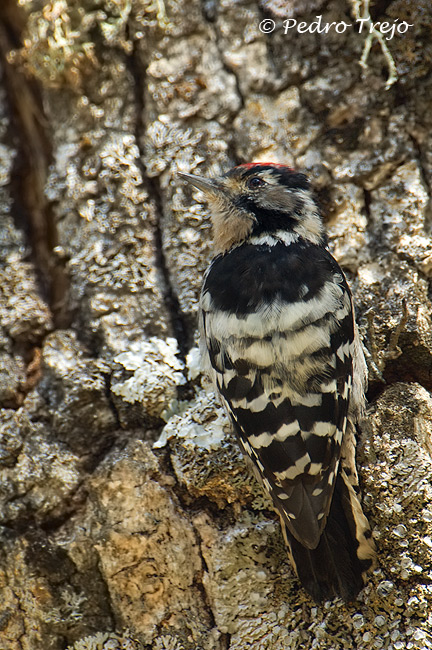 Pico menor (Dendrocopos minor)